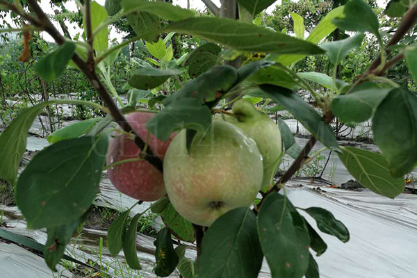 南方苹果树会结果什么时候种植苹果树较好呢？